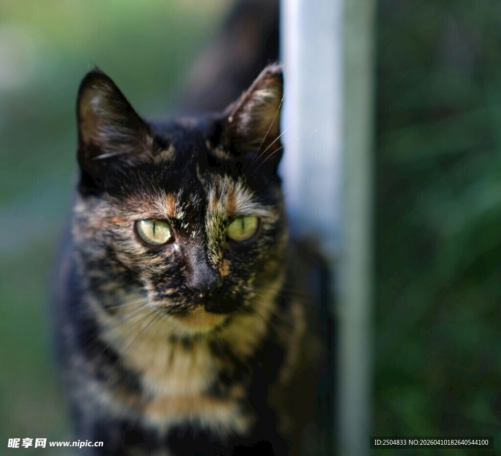 可爱三色猫的好奇模样