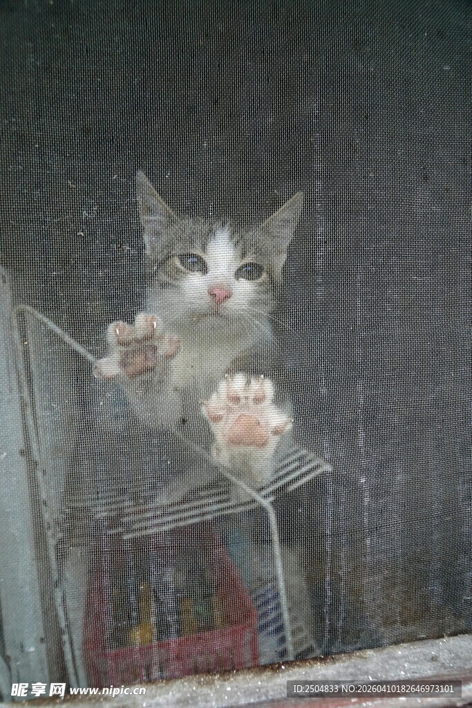 窗边可爱小猫伸出小爪子