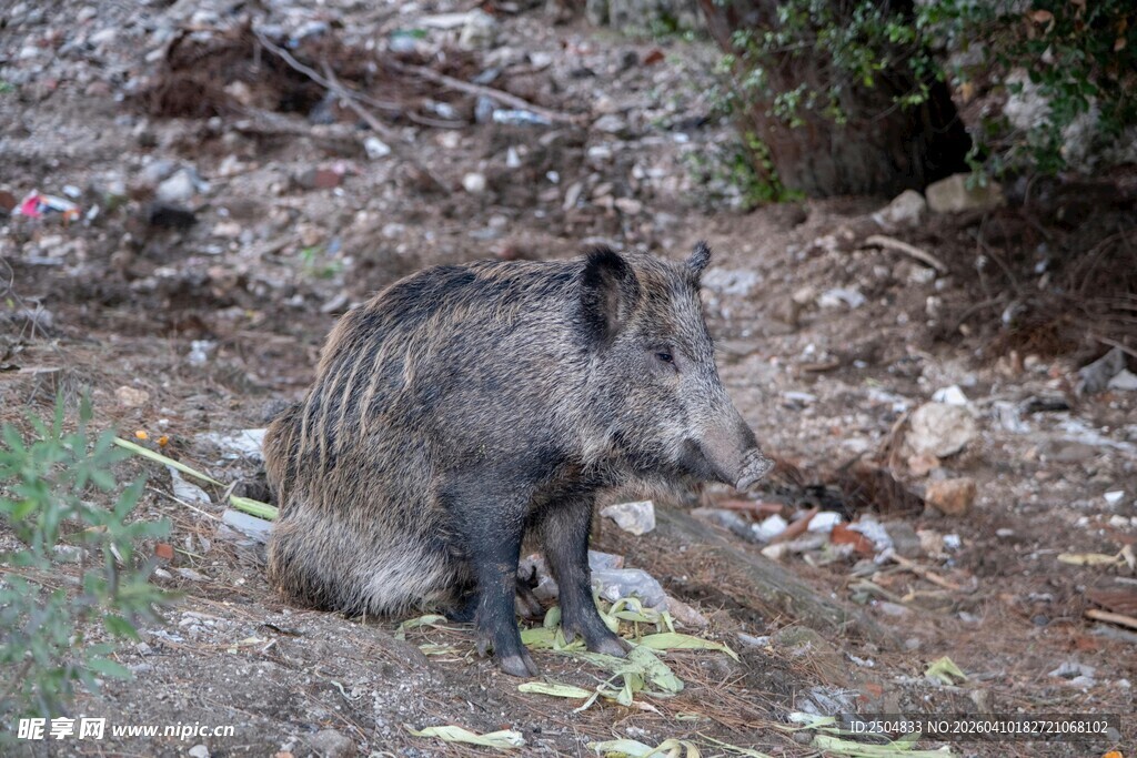 野外蹲坐的野猪