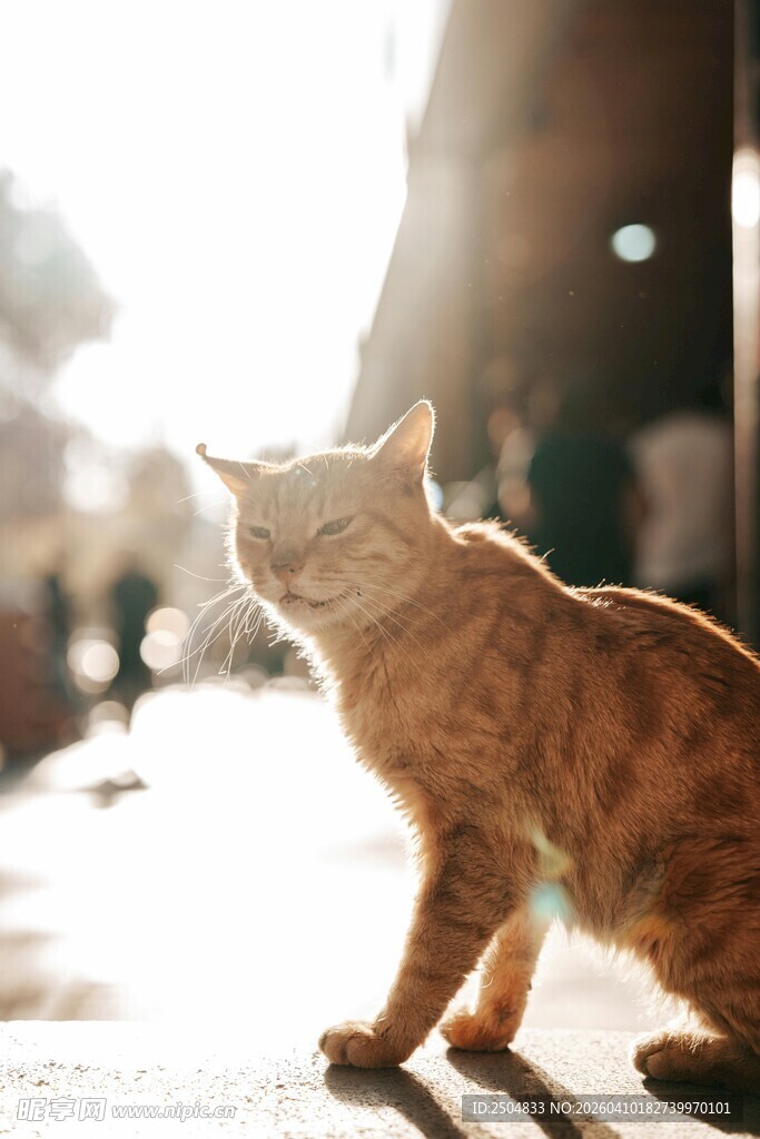 阳光下的橘猫