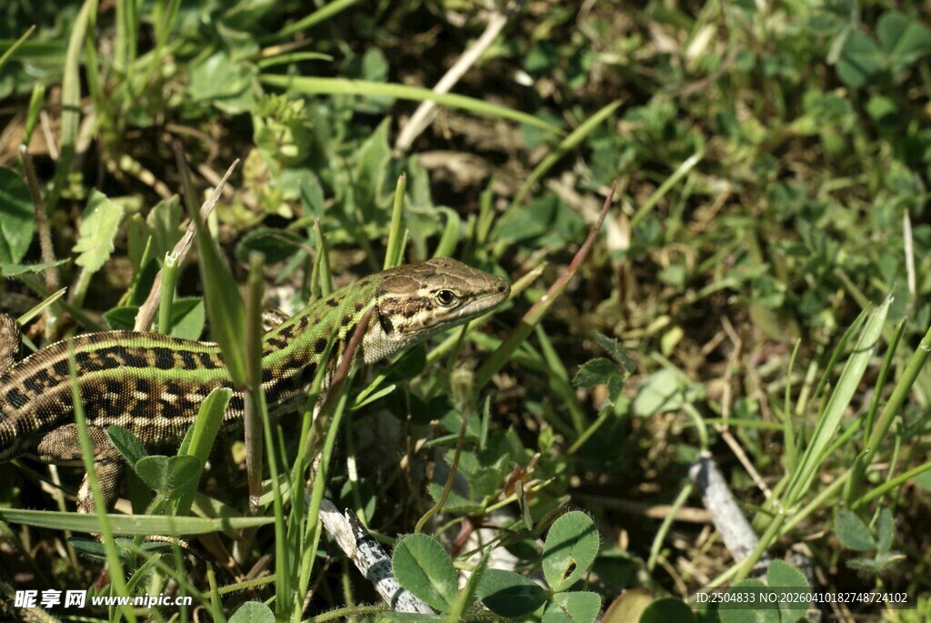 草丛中的花纹蛇