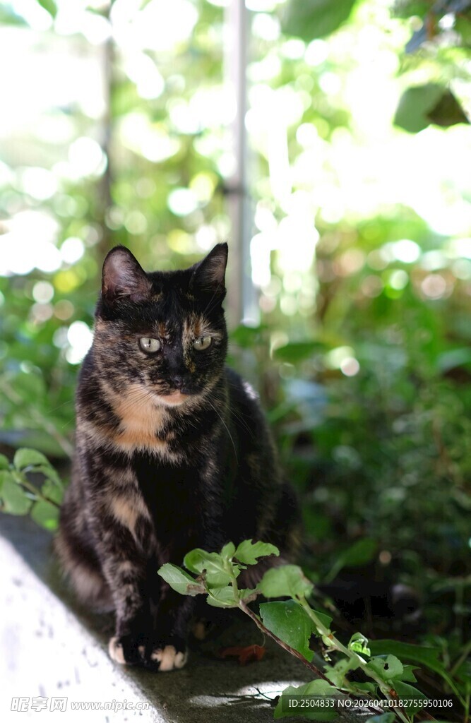 绿荫下的花色猫咪