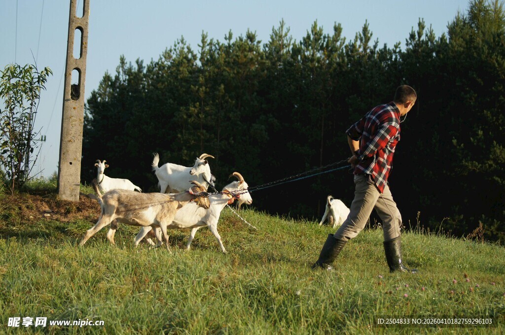 男子草地牵几只羊漫步