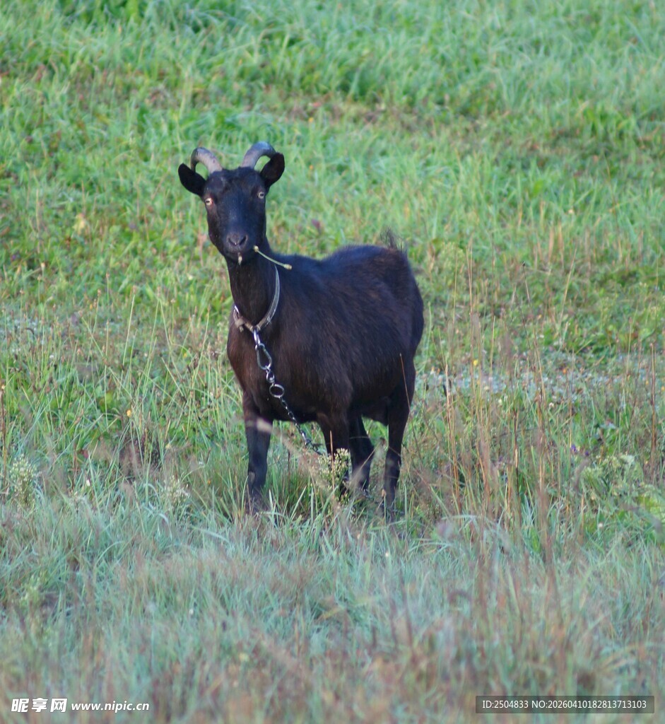 草地上的黑山羊