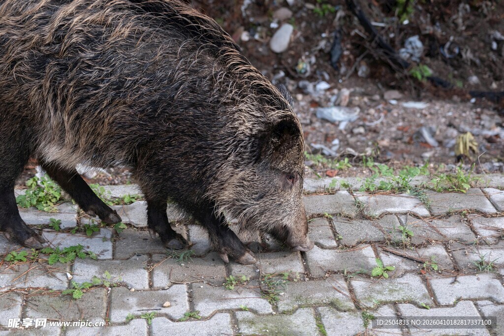 野猪在砖石路面觅食