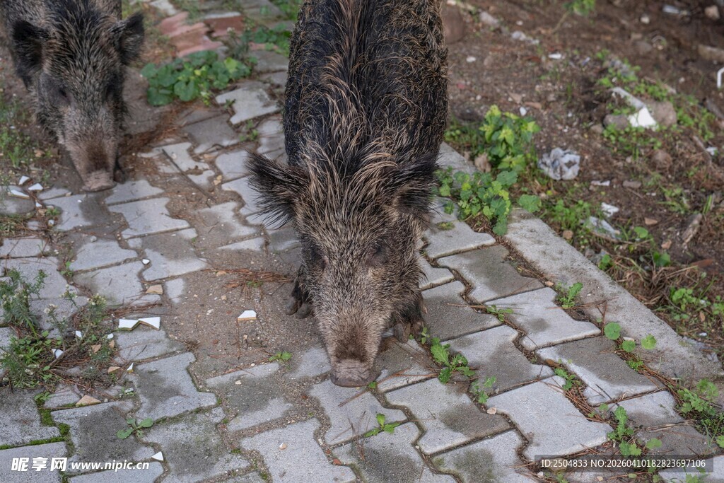 两只野猪在砖石路上觅食