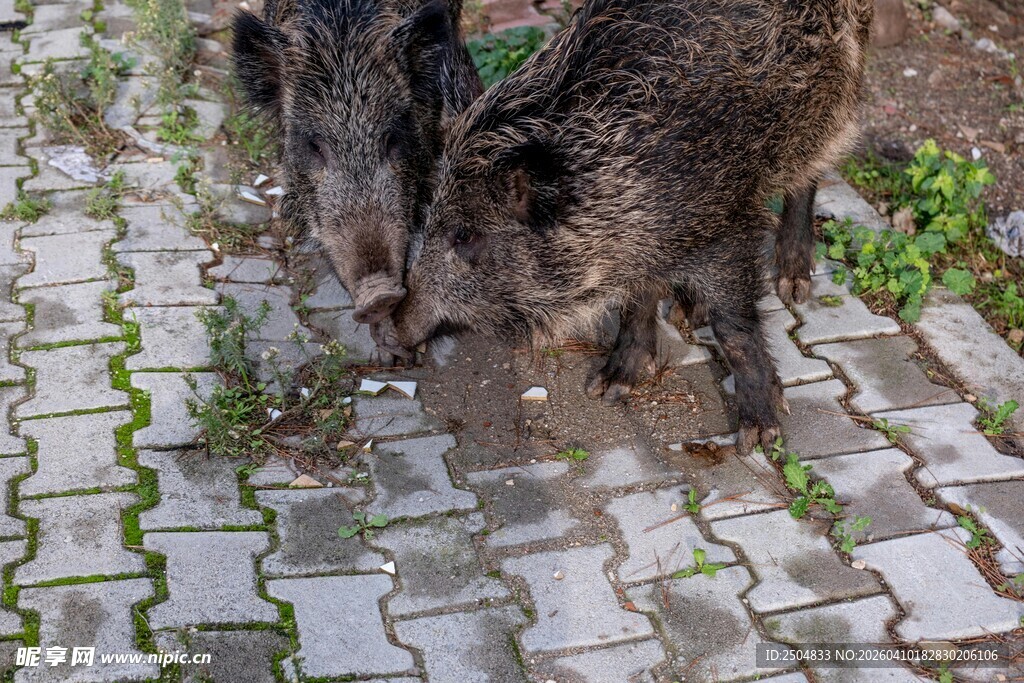 两只野猪在砖石路面上