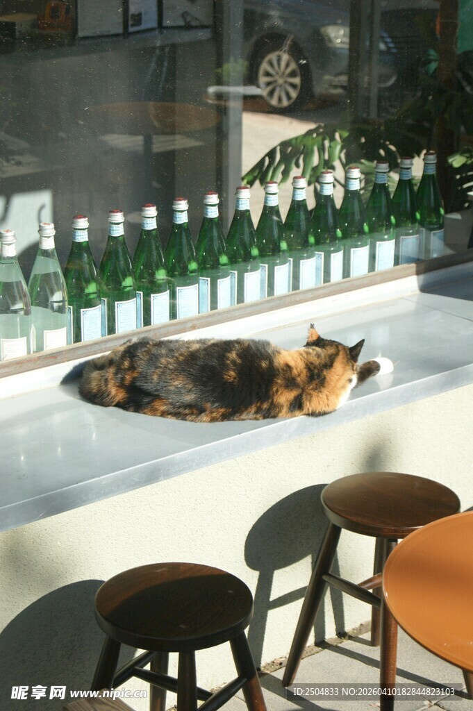 店内柜台上惬意休息的猫咪