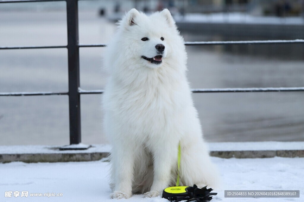 雪地中的萨摩耶与玩具