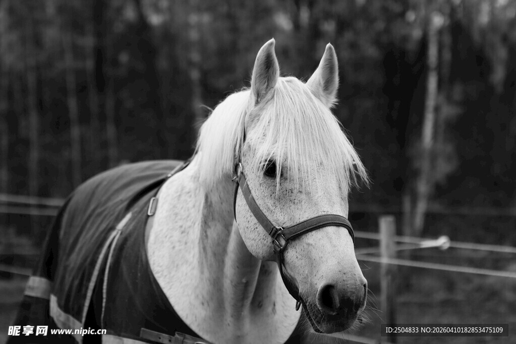  挂毛毯的优雅白马