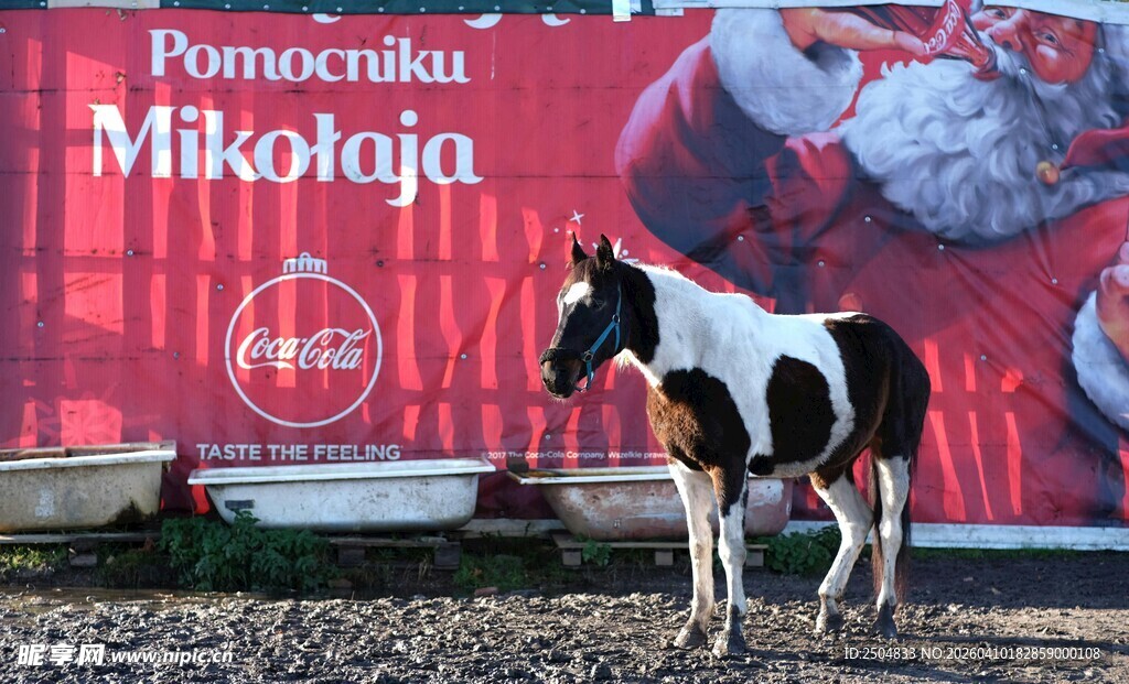 圣诞背景下的斑点小马