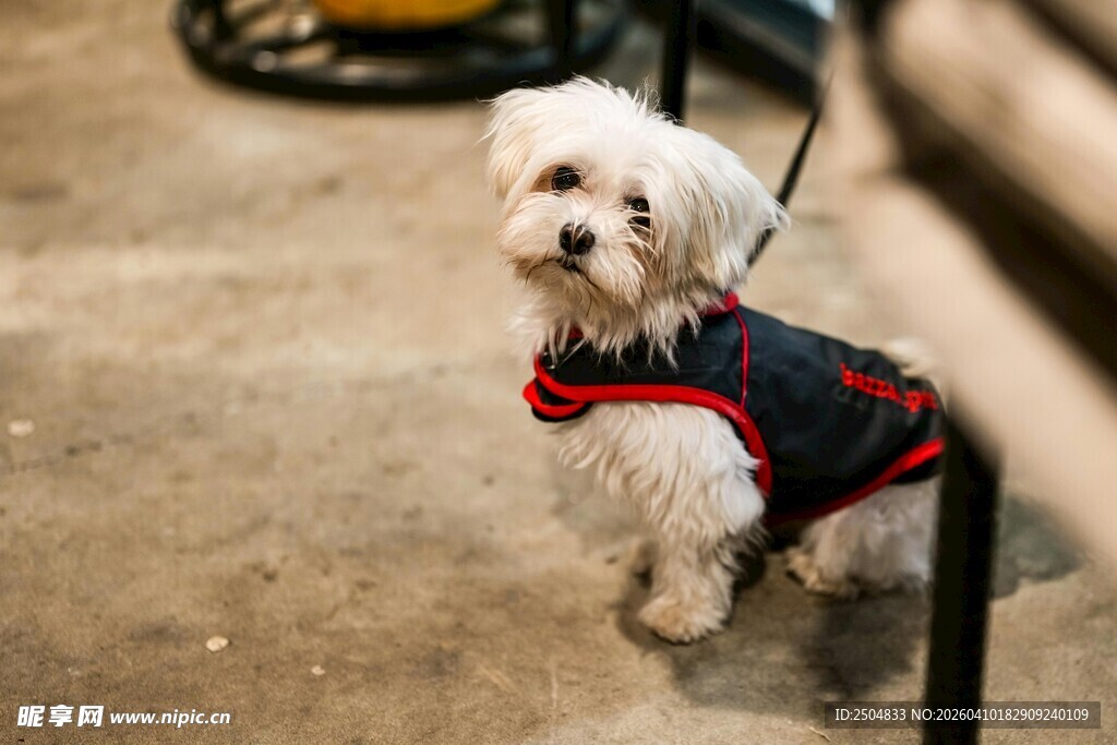 穿着衣服的可爱小白狗
