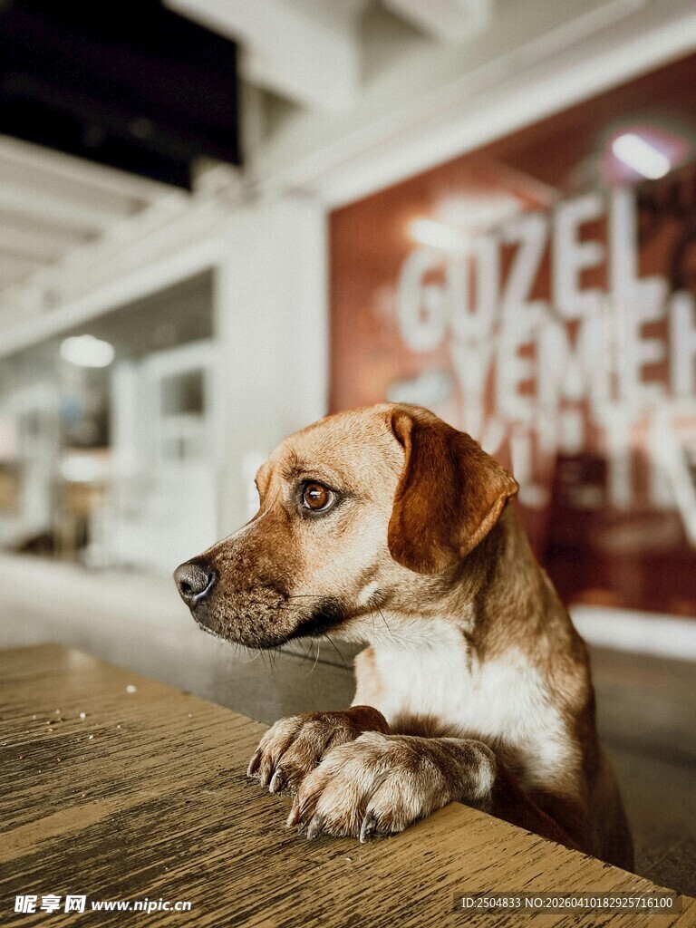 可爱小狗趴在木桌上张望