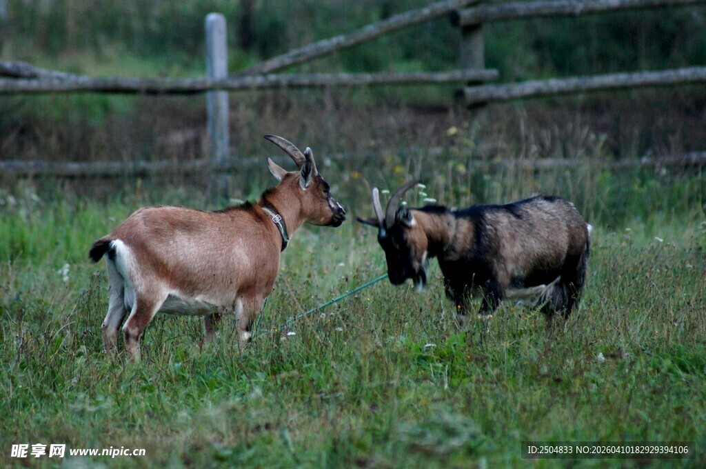 草地上的两只山羊