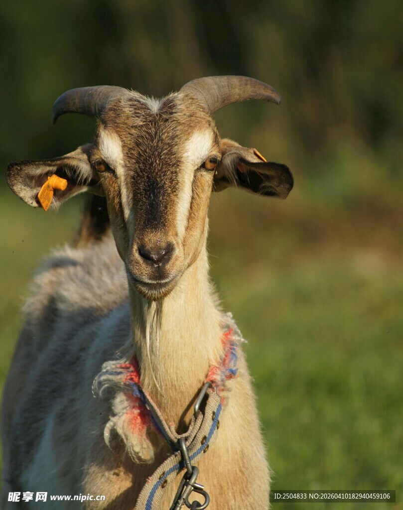 戴项圈的可爱山羊