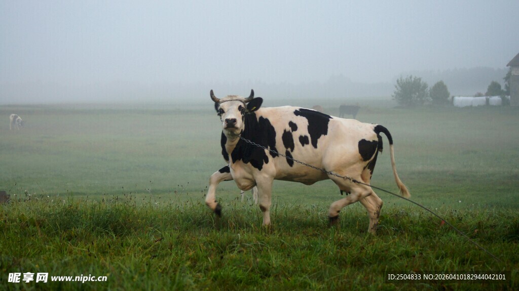雾中草地的黑白花奶牛