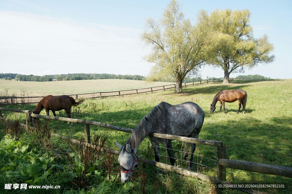 田园牧场景色中的吃草马匹