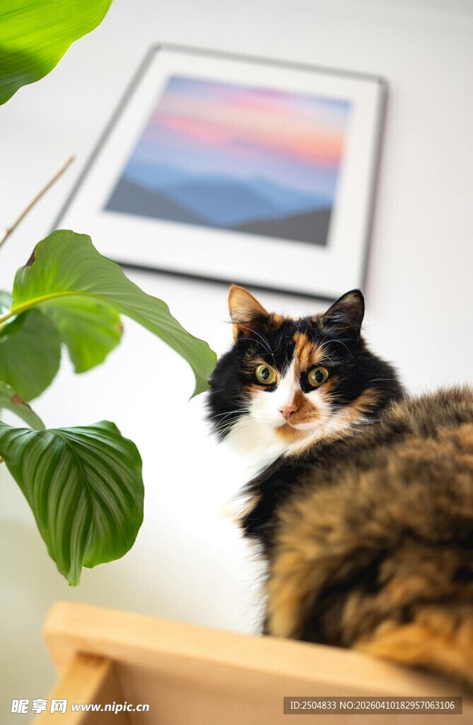 猫咪于绿植旁惬意休憩