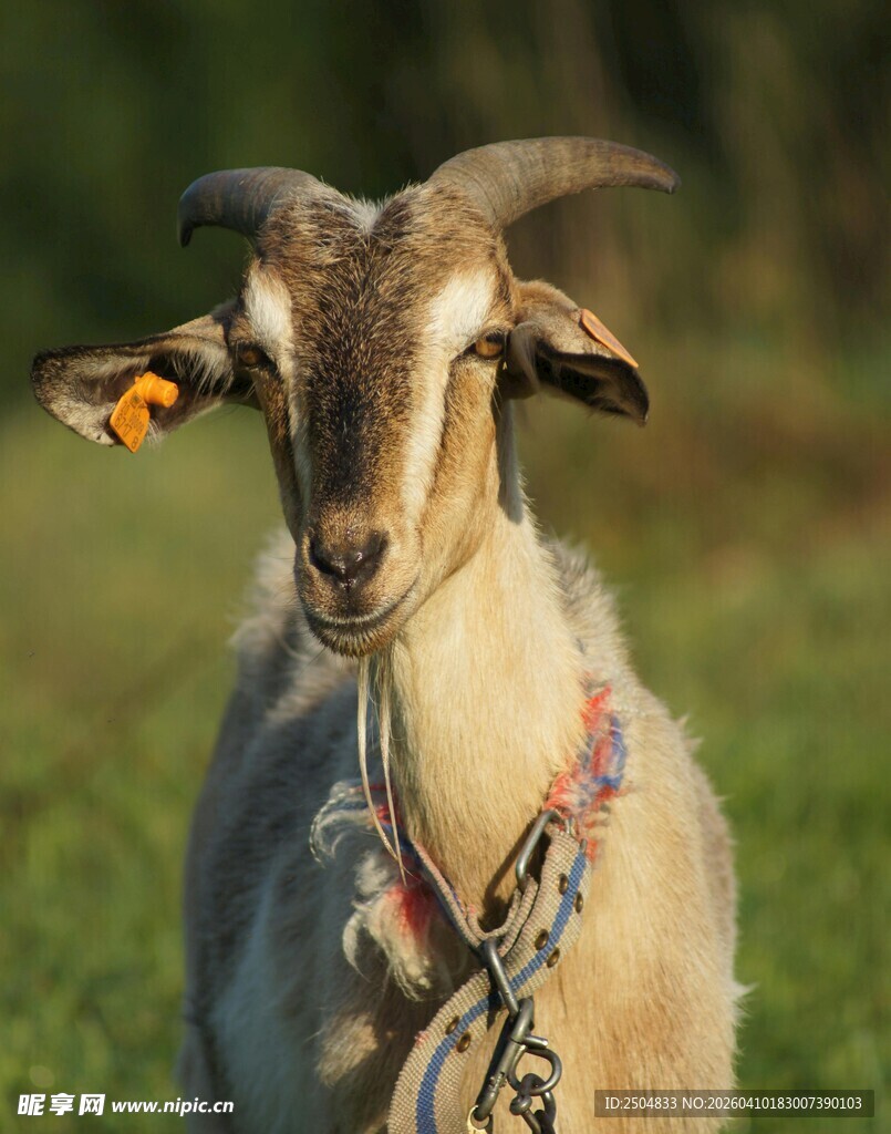 戴耳标项圈的可爱山羊