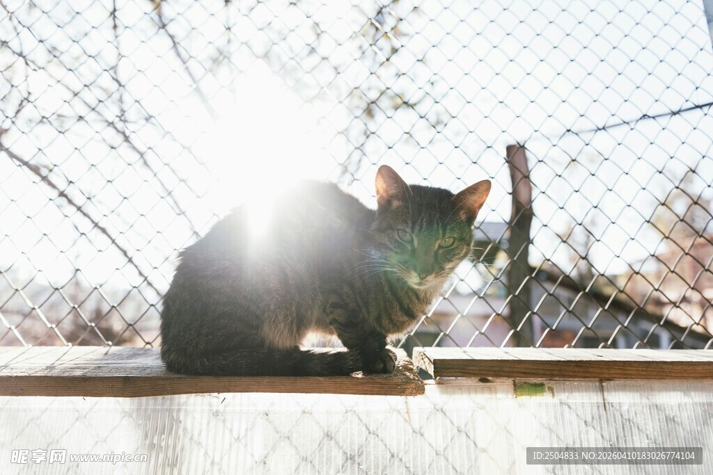 阳光下围栏边的猫咪