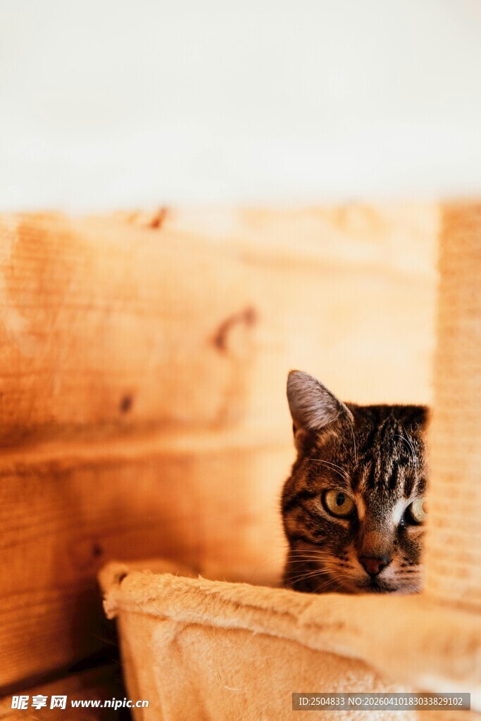 木箱中探出头的可爱猫咪
