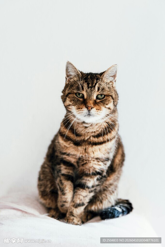 坐着的斑纹猫咪