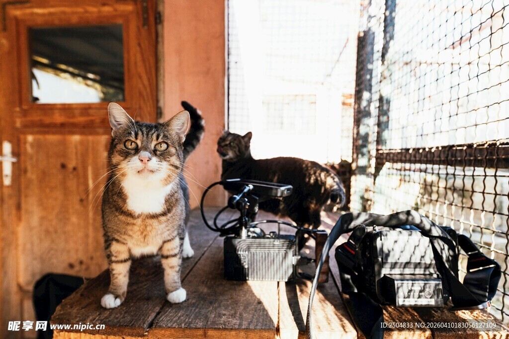 门口的猫咪与自行车