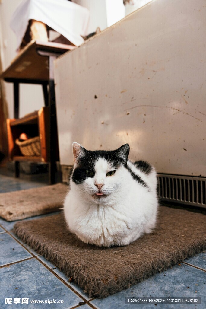 慵懒猫咪惬意躺卧