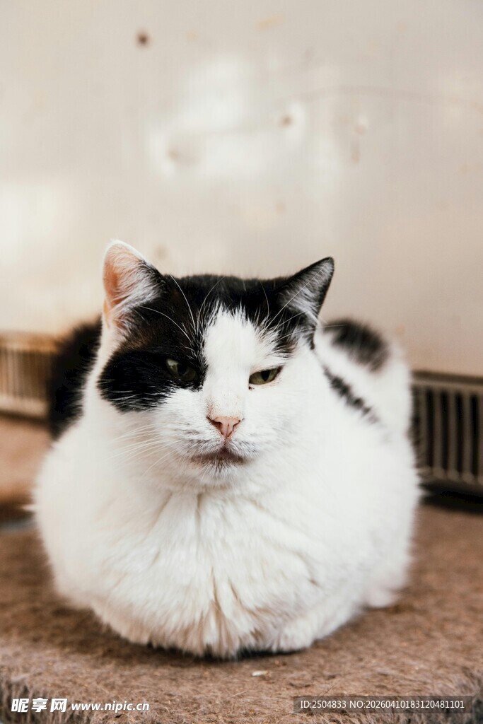 黑白胖猫惬意趴卧