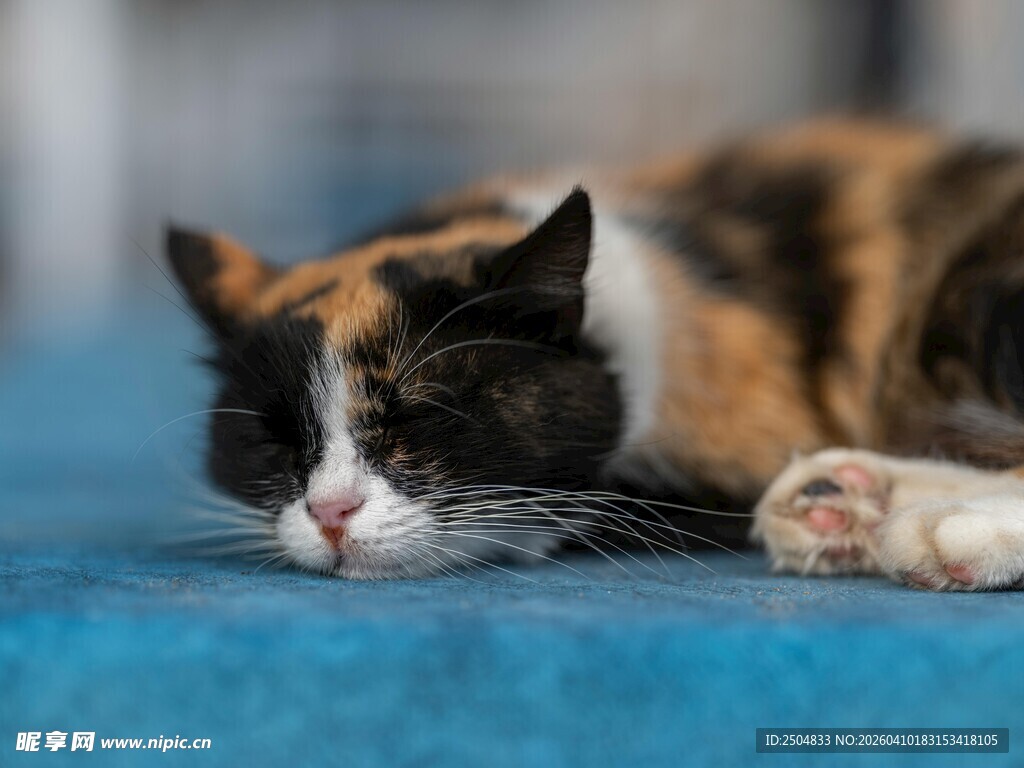 三色猫惬意趴卧蓝垫上