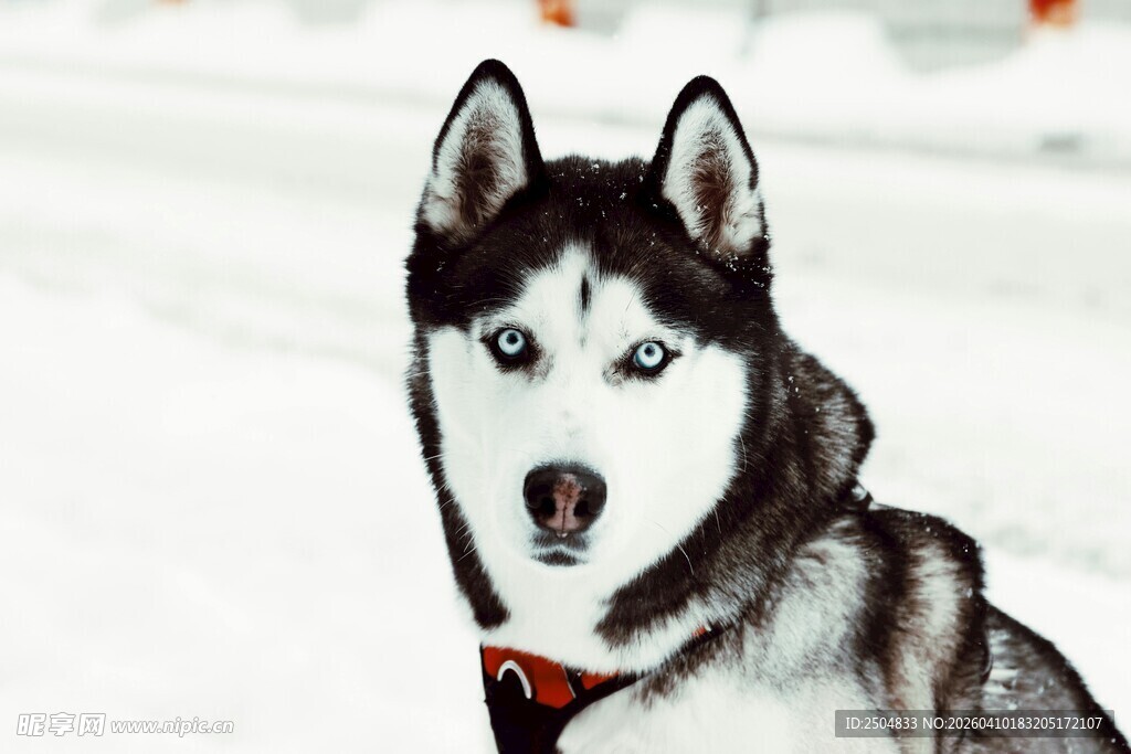 雪地中的帅气哈士奇