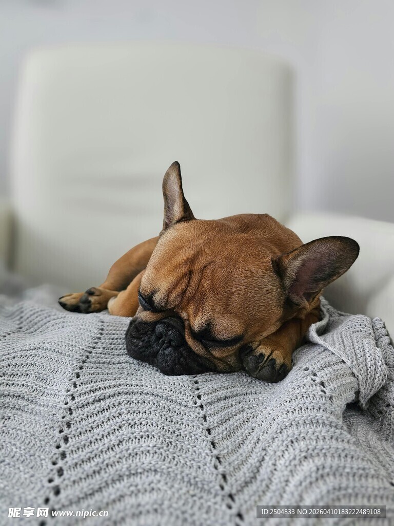 法斗犬惬意躺卧在毛毯上