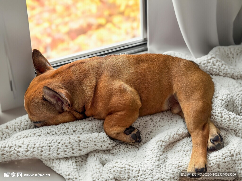熟睡的法斗犬