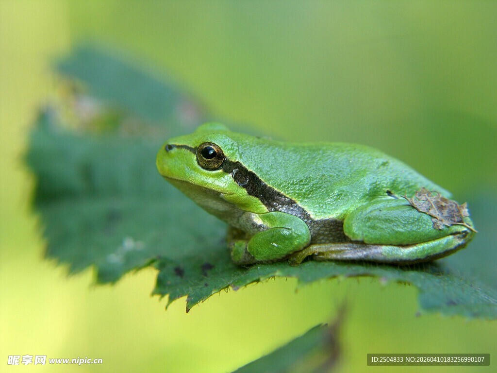 绿叶上的翠绿青蛙