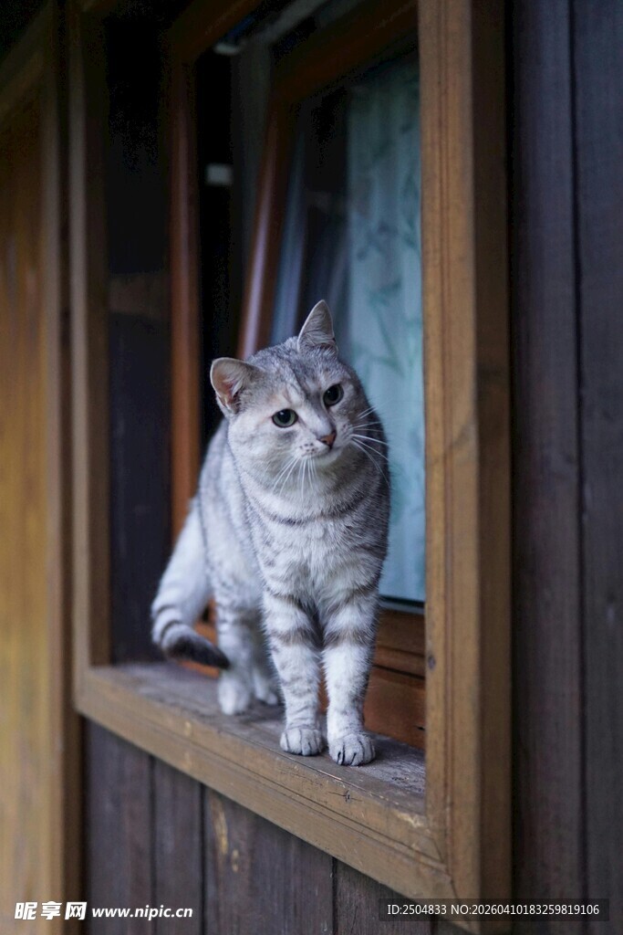 窗边萌猫 惬意时光