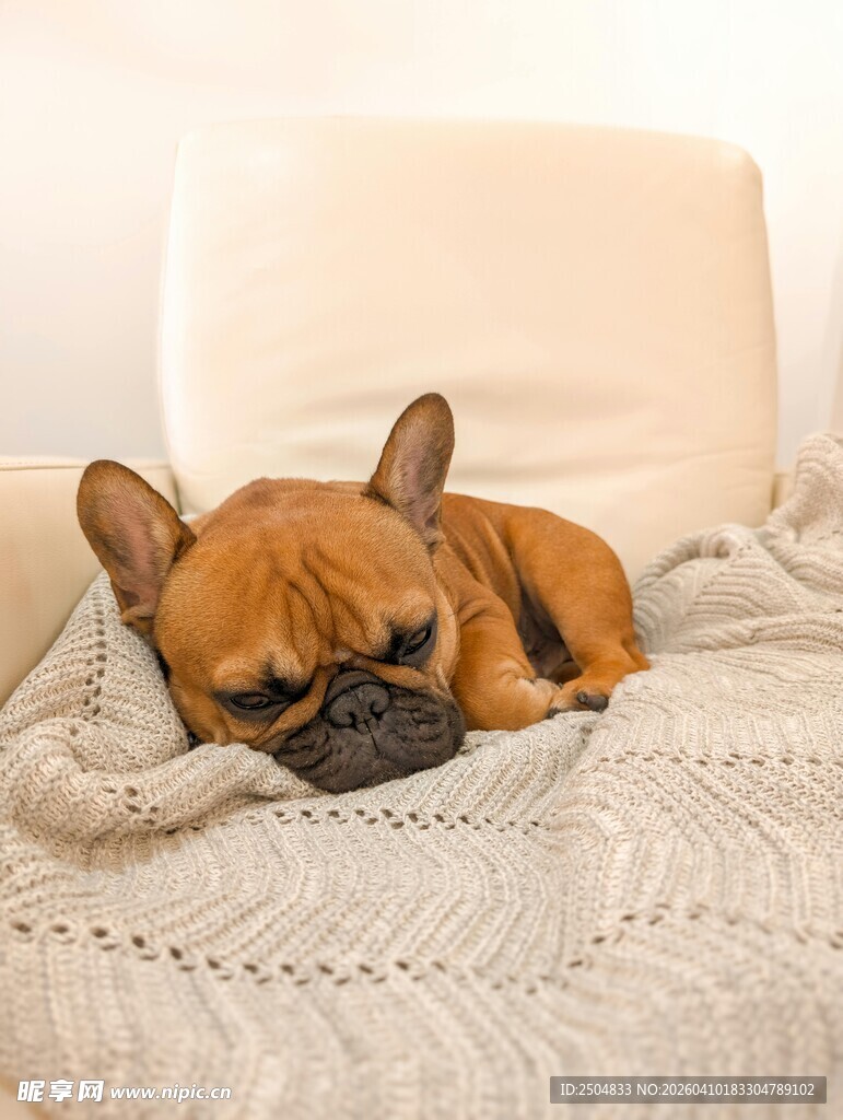 酣睡的法国斗牛犬