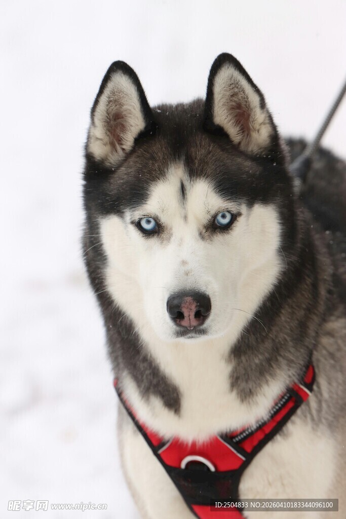 雪地中的帅气哈士奇