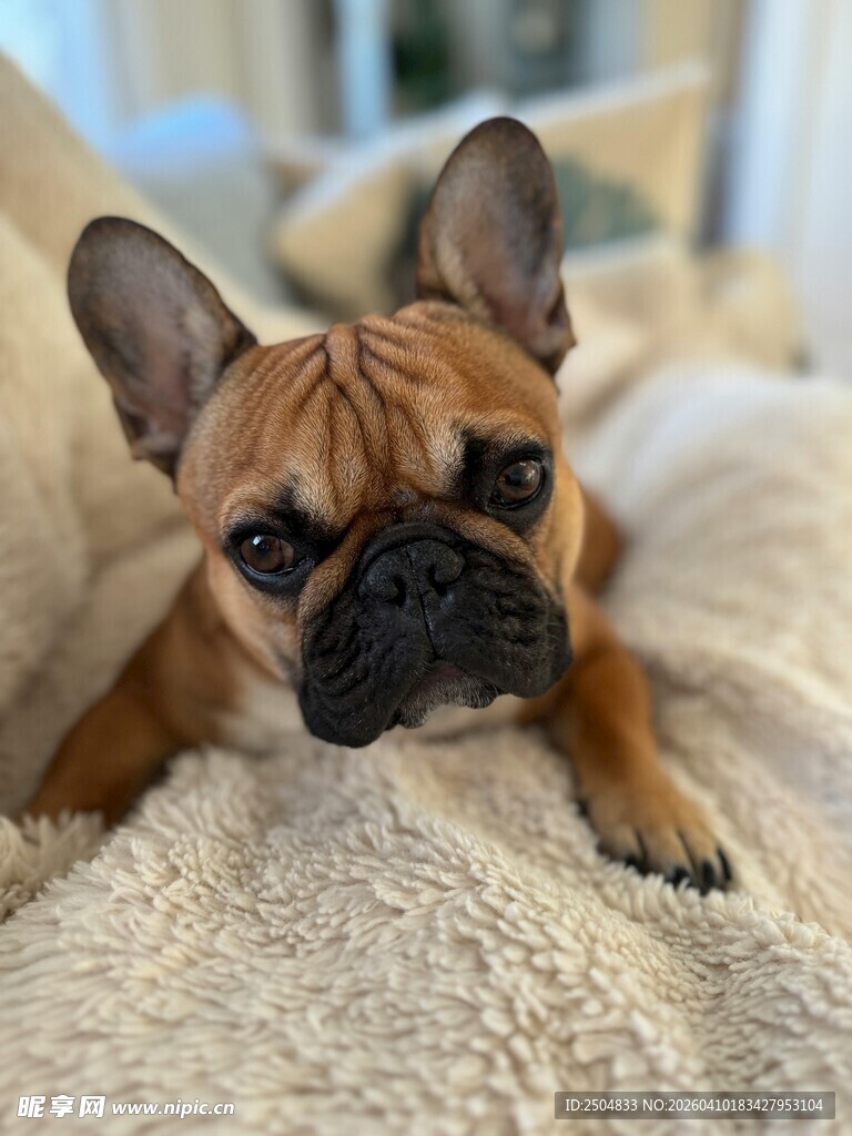 可爱法斗犬慵懒趴卧