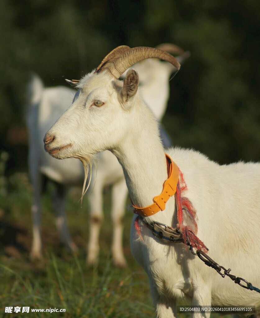 拴着项圈的山羊