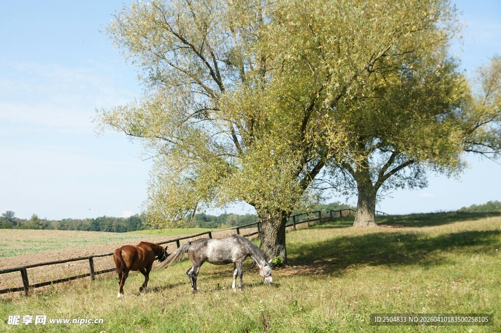 树下骏马悠然于田园