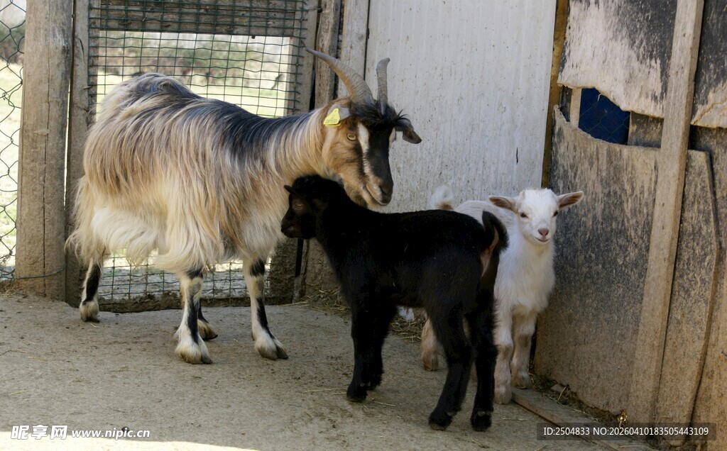 羊舍中大小羊亲密相伴