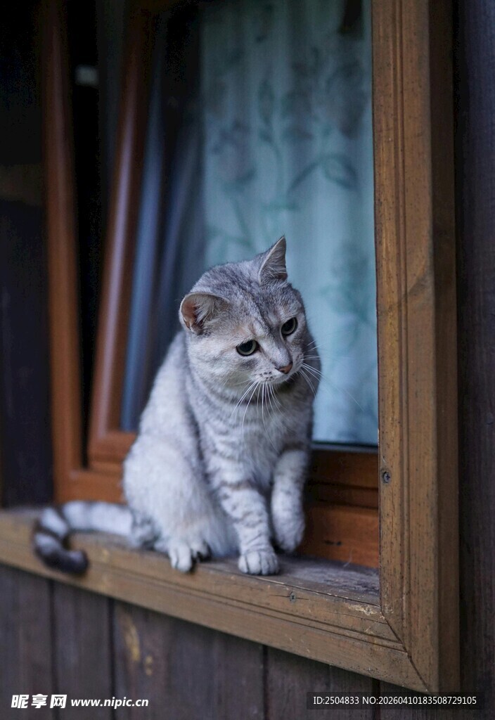 窗边萌态猫咪