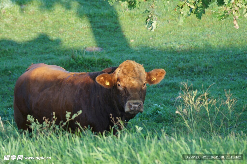草地上的棕色小牛
