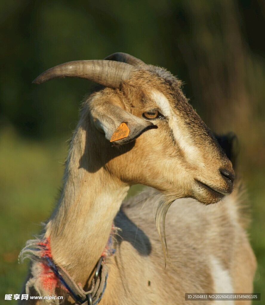 带耳标山羊的特写