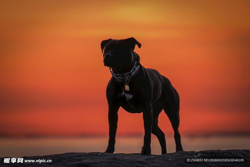 夕阳下的孤独犬影