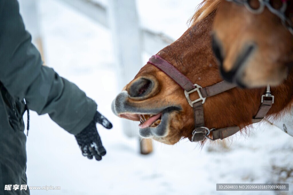 冬日人与马的亲密互动