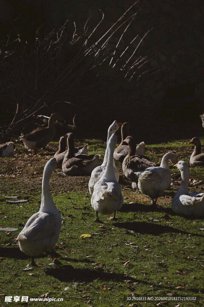 草地上的群鹅