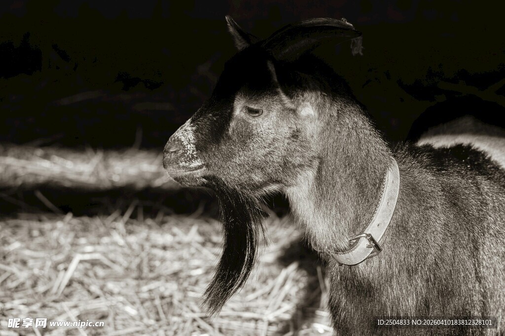 夜晚中的带项圈黑山羊