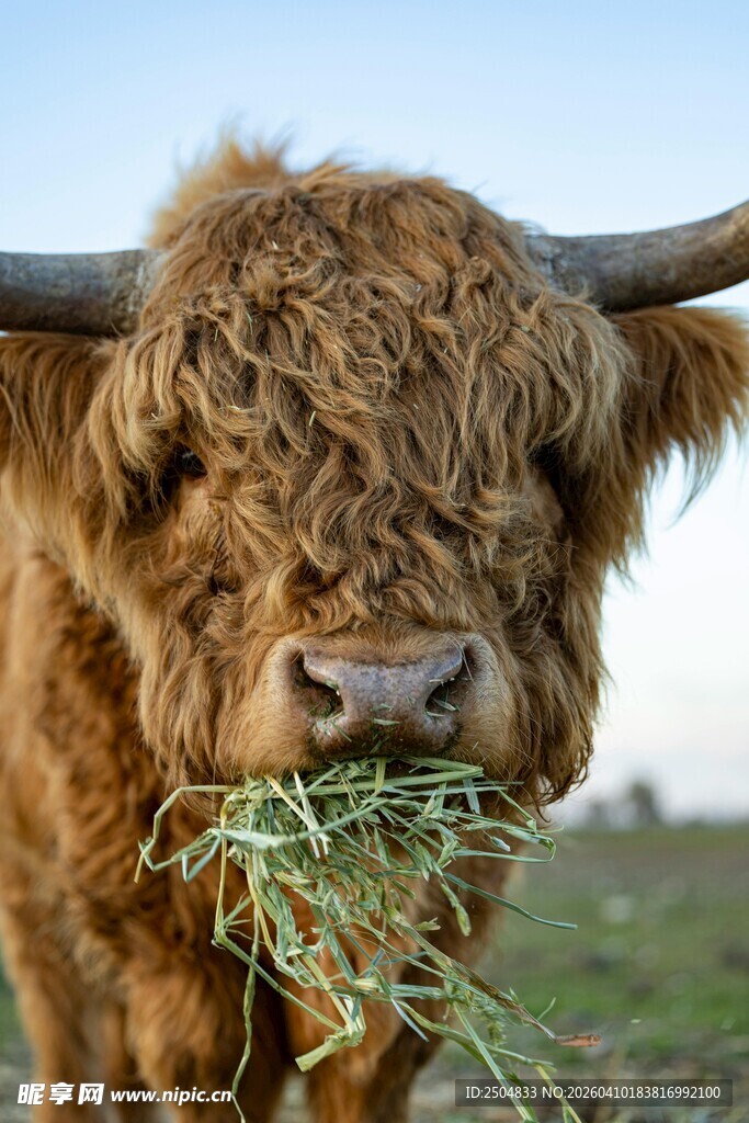长毛牛嚼食青草的惬意瞬间