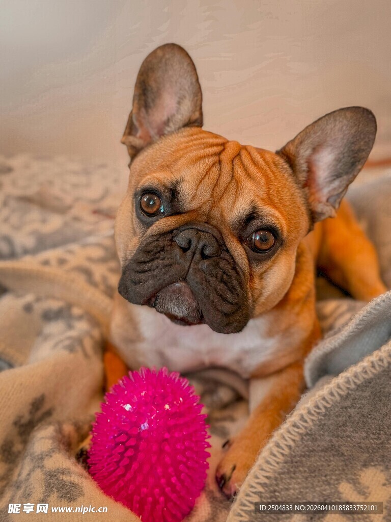 法斗犬与粉色玩具相伴